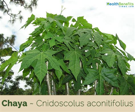 Chaya .